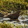 Long-tailed Meadowlark female