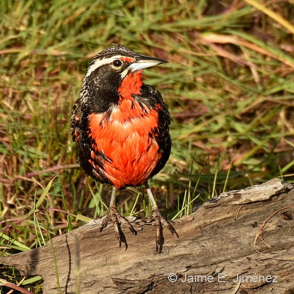 Long-tailed_Meadowlark_male_Leistes_loyca_Navarino_Island_Chile.jpg