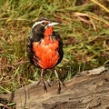 Long-tailed Meadowlark male