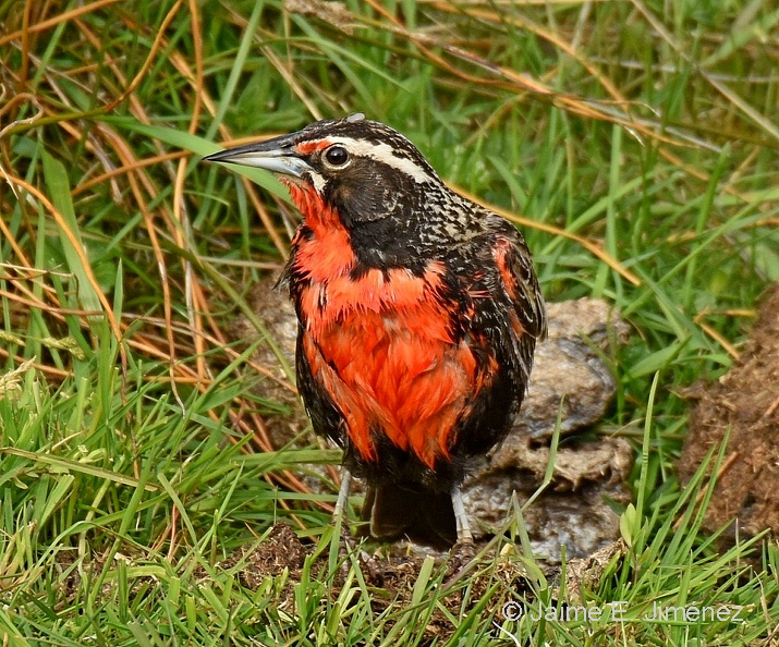 Long-tailed_Meadowlark_male_Leistes_loyca_Navarino_Island_Chile_2.jpg
