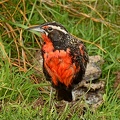Long-tailed Meadowlark male