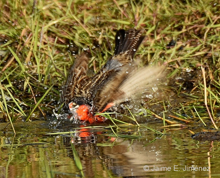 Long-tailed_Meadowlark_male_Leistes_loyca_Navarino_Island_Chile_3.jpg