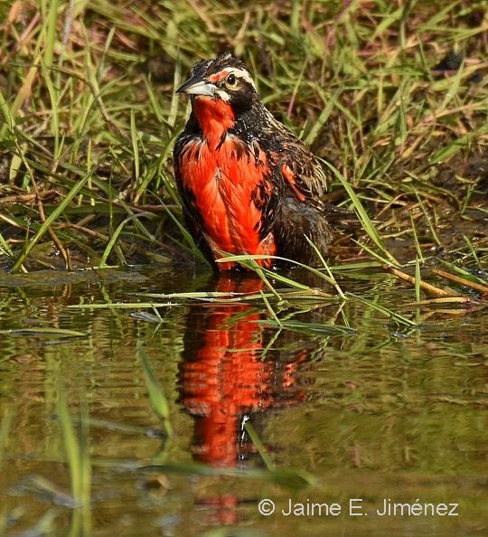 Long-tailed_Meadowlark_male_Leistes_loyca_Navarino_Island_Chile_6.jpg