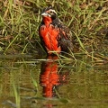Long-tailed Meadowlark male