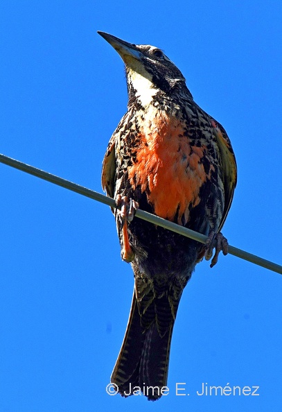 Long-taled_Meadowlark_female_Leistes_loyca_Osorno_Chile.jpg