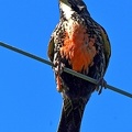 Long-taled Meadowlark female