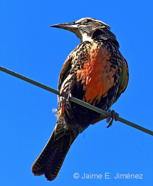 Long-taled_Meadowlark_female_Leistes_loyca_Osorno_Chile_2.jpg