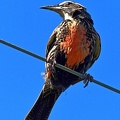 Long-taled Meadowlark female