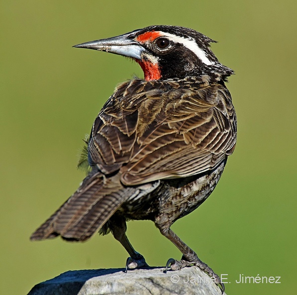Long-taled_Meadowlark_male_Leistes_loyca_Osorno_Chile.jpg