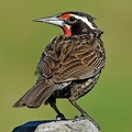 Long-taled Meadowlark male