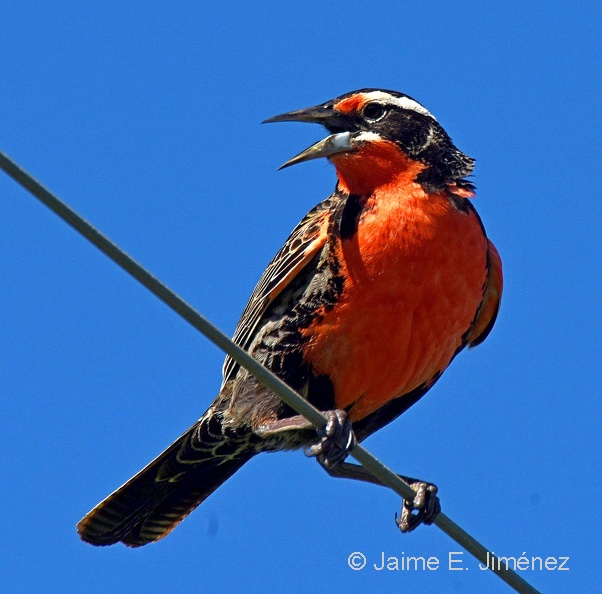 Long-taled_Meadowlark_male_Leistes_loyca_Osorno_Chile_2.jpg