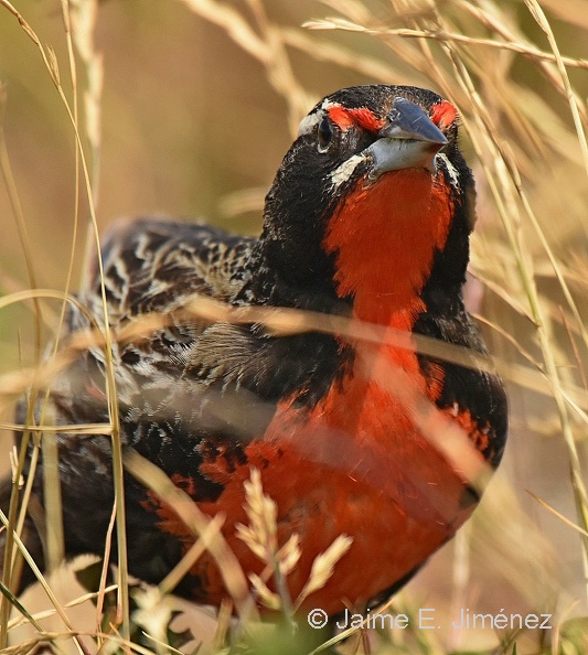 Long-taled_Meadowlark_male_Leistes_loyca_Puerto_Natales_Chile.jpg