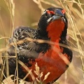 Long-taled Meadowlark male