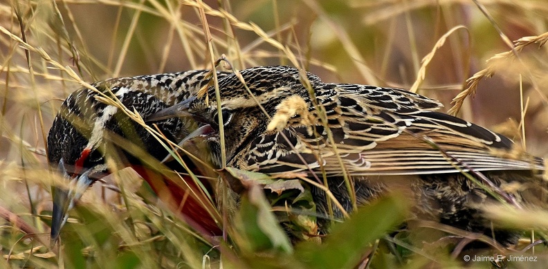 Long-taled_Meadowlark_male_female_Leistes_loyca_Puerto_Natales_Chile.jpg