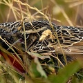 Long-taled Meadowlark male female