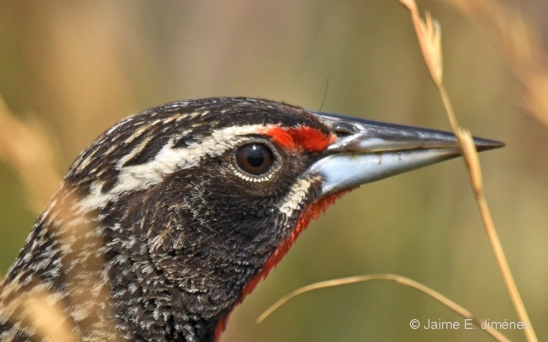 Long-taled_male_Meadowlark_Leistes_loyca_Puerto_Natales_Chile_2.jpg