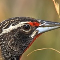 Long-taled Meadowlark male