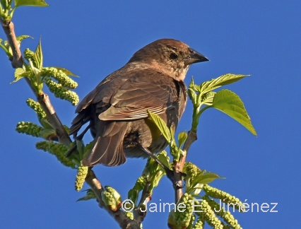 Brown-headed Cowbird female