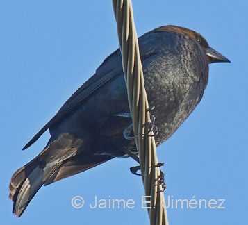 Brown-headed Cowbird male