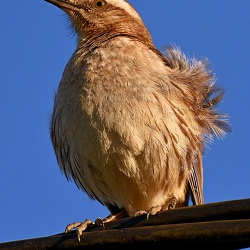 Aves (Birds)