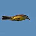 Yellow Wagtail