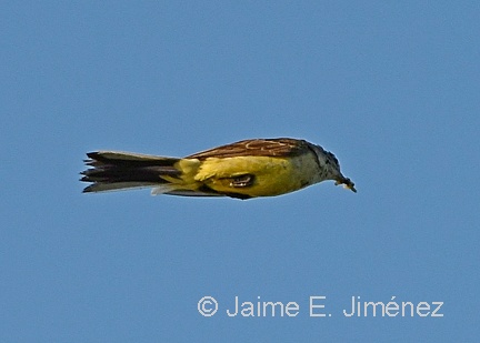 Yellow Wagtail
