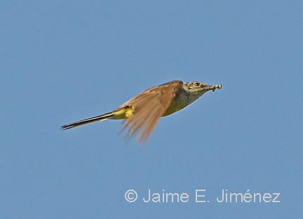 Yellow Wagtail