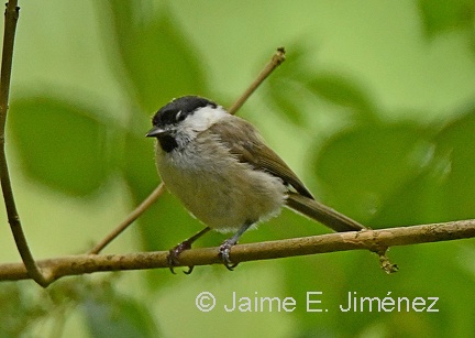 Marsh Tit Poecile palustris Falster Island Denmark