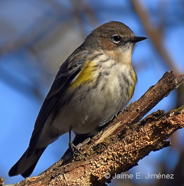 Yellow-rumped_Setophaga_coronata_Warbler_Clear_Creek_TX.jpg