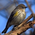 Yellow-rumped Warbler