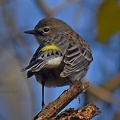 Yellow-rumped Warbler