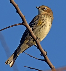 Yellow-rumped Warble