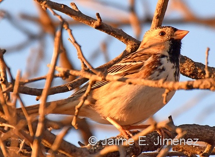 Harris's Sparrow