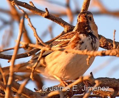 Harris s Sparrow
