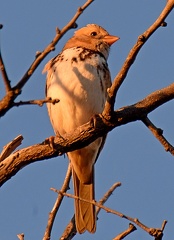 Harris s Sparrow