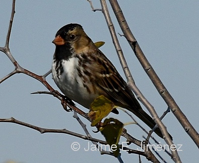 Harris's Sparrow
