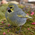 Yellow-bridled Finch male