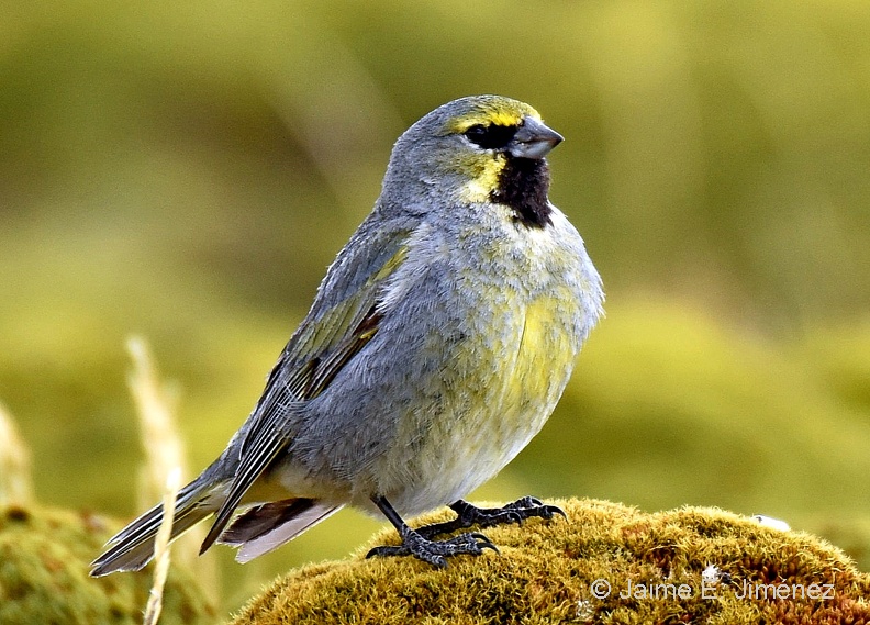 Yellow-bridled_Finch_male_Melanodera_xanthogramma_Cerro_Bandera_Navarino_Island_Chile_9.jpg