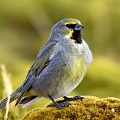 Yellow-bridled Finch male
