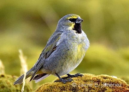 Yellow-bridled Finch male
