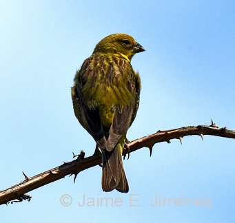 Misto Yellow-Finch