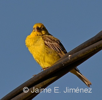 Misto Yellow-Finch