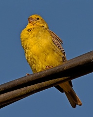 Misto Yellow-Finch