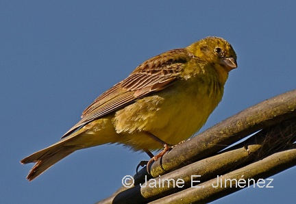 Misto Yellow-Finch