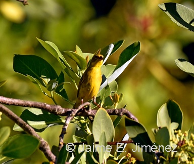 Misto Yellow-Finch