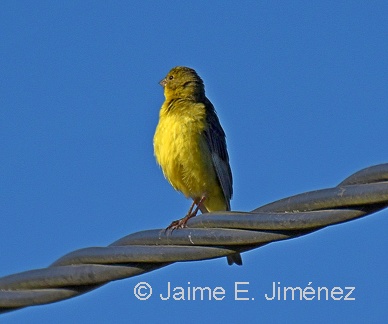 Misto Yellow-Finch