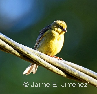 Misto Yellow-Finch