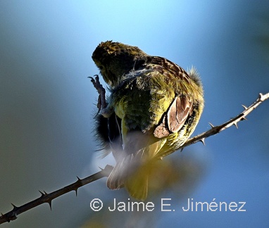 Misto Yellow-Finch