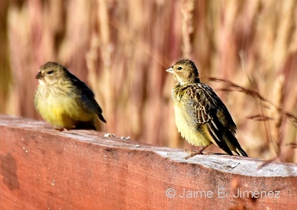Misto Yellow-Finches