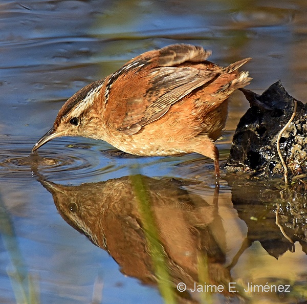 Marsh_Wren_Cistothorus_palustris_Clear_Creek_TX_7.jpg